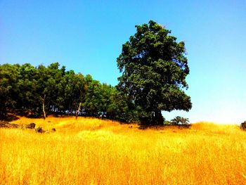 Scenic view of field against clear sky