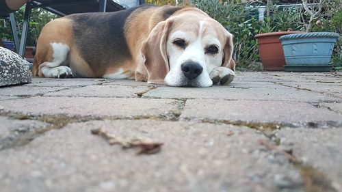 Close-up portrait of dog resting on footpath