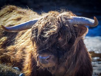 Close-up of cow on field