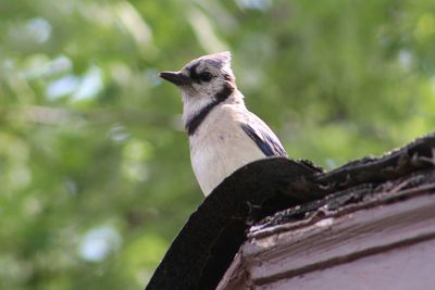 Close-up of blue jay perching on wood