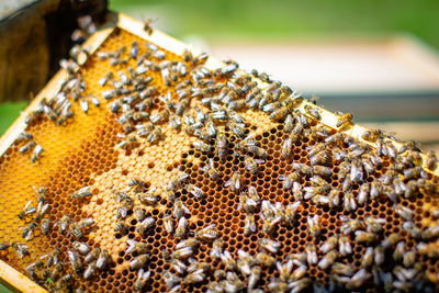 Close-up of bees in wooden box