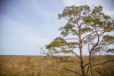 An early spring landscape of swamp