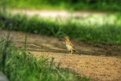 Bird perching on a field