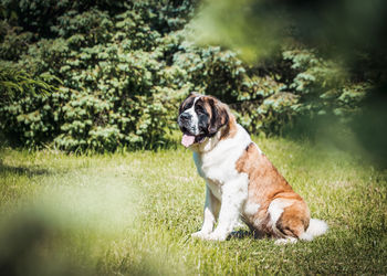 Dog looking away on field