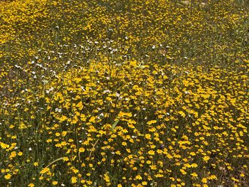 High angle view of yellow flowering plants on field