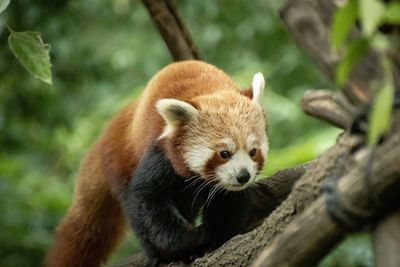 Close-up of a squirrel on tree branch in zoo