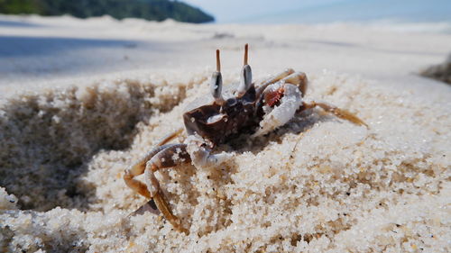 Close-up of shell on beach