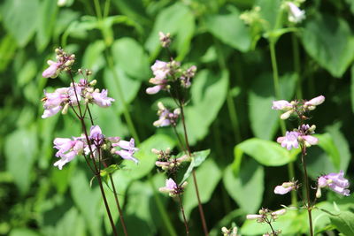 Close-up of pink flowering plant