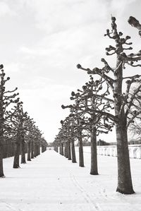 Trees on snow covered landscape against sky