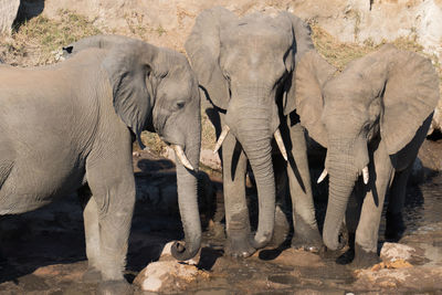 View of elephant in zoo