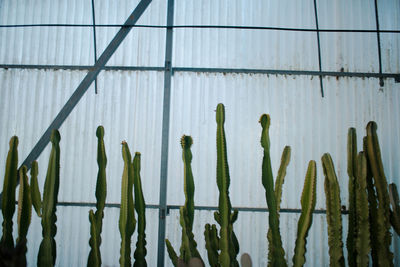 Close-up of cactus growing against corrugated iron