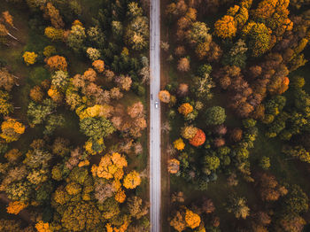 Aerial view of car on road through pine forest in autumn