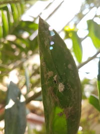 Close-up of lizard on tree trunk