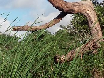 Close-up of bird on grass against sky