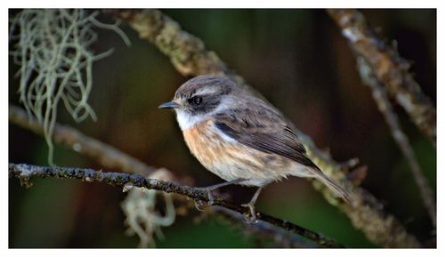 Close-up of bird perching outdoors