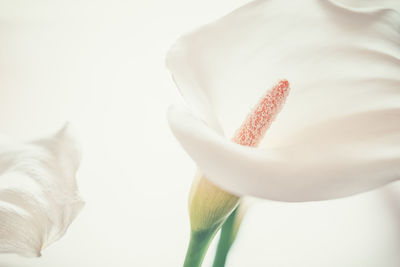 Close-up of white rose