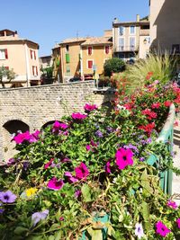 Flowers blooming outdoors