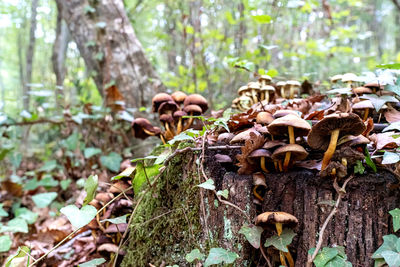 Close-up of mushrooms growing on tree trunk in forest