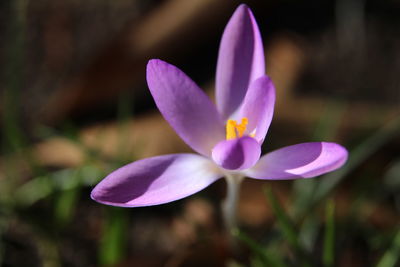Close-up of purple crocus flower