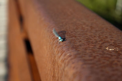 Close-up of insect