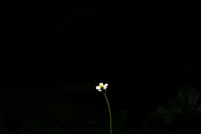 Close-up of white flowering plant against black background