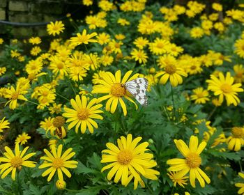 Close-up of yellow flower