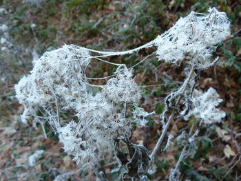 Close-up of snow on tree during winter