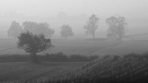 Trees on field during foggy weather