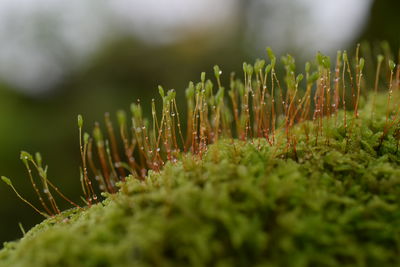 Close-up of plants growing on field