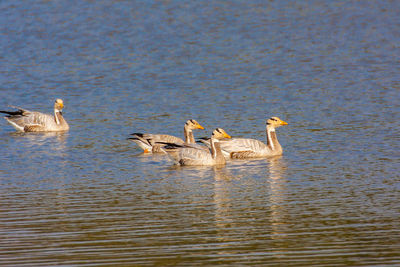 Birds in lake