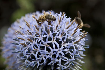 Close-up of bee on flower