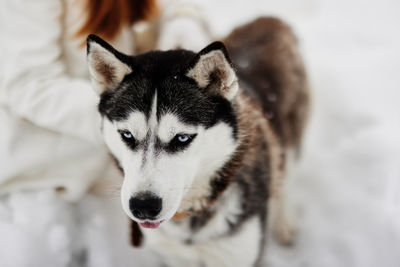 Close-up of dog
