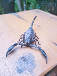 Close-up of insect on wood