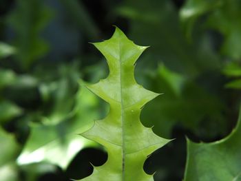 Close-up of green leaf