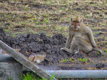 Lion sitting on land