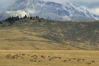 Elks grazing on mountain