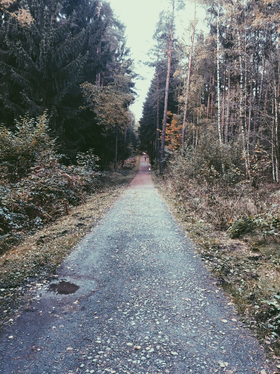 ROAD AMIDST TREES IN FOREST