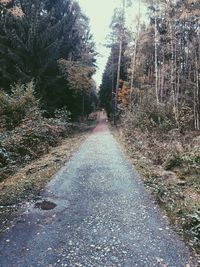 Empty road amidst trees in city