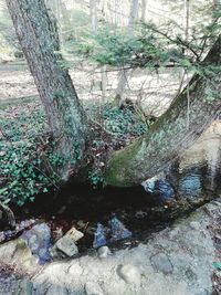 Reflection of trees in water