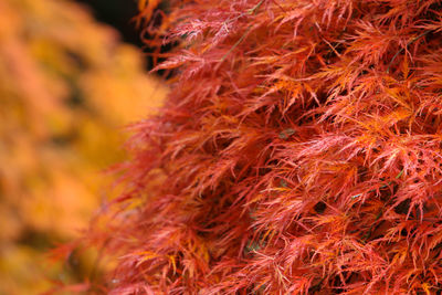 Close-up of red autumn leaf