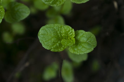 Close-up of fresh green leaf