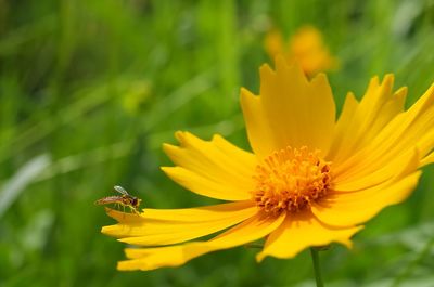 Close-up of bee perching on yellow cosmos flower