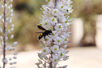 Close-up of bee pollinating flower