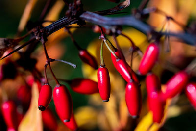 Close-up of red chili peppers on plant