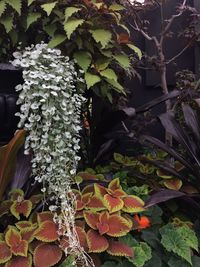 Close-up of ivy growing on tree