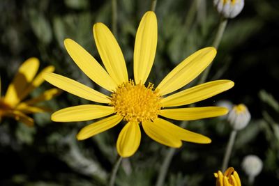 Close-up of yellow flower