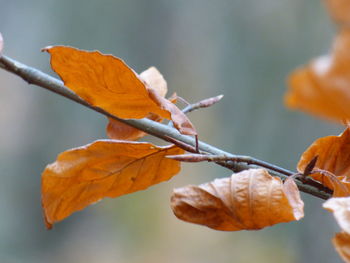 Close-up of dry maple leaves on plant