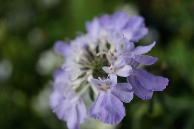 Close-up of purple flowers blooming outdoors