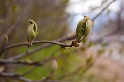 Close-up of flower buds