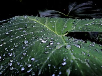 Close-up of wet leaves on rainy day